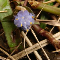 Cyanotis pilosa Schult. & Schult.f.